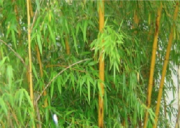 ethatBamboo